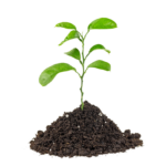 Pflanze wächst aus der Erde