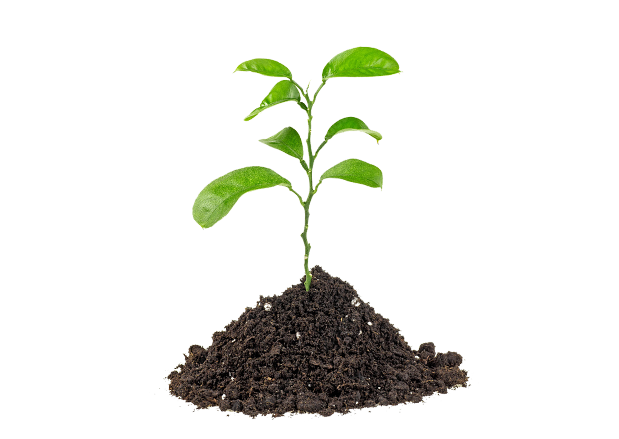 Pflanze wächst aus der Erde