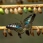 Change Management: Impulse zur Veränderung